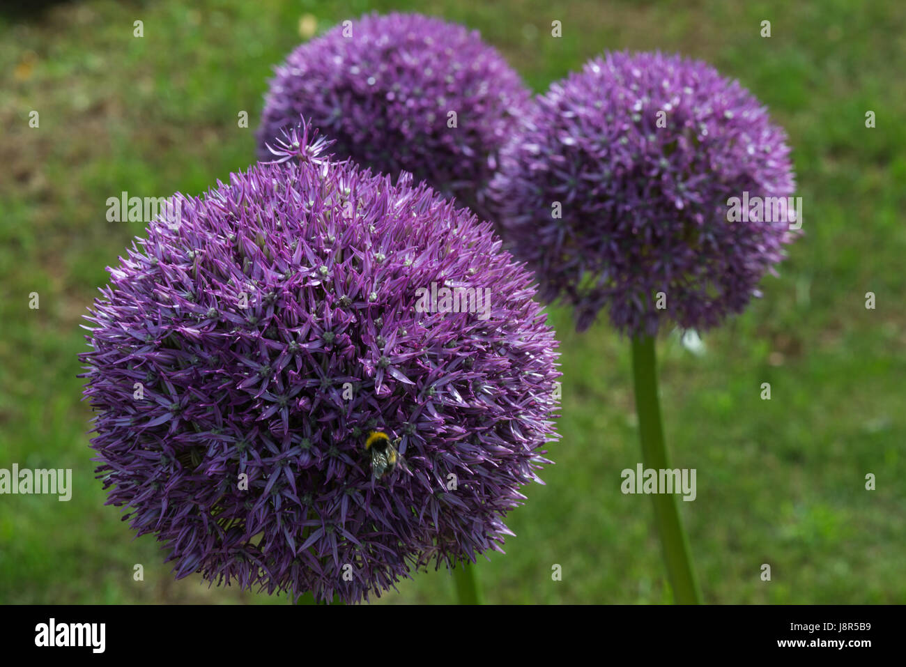 La grande fleur d'été chefs d'allium purple sensation dans le jardin au début de l'été Banque D'Images