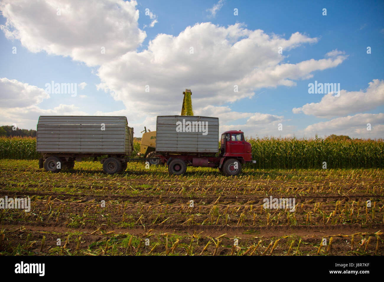 L'agriculture, de l'agriculture, le maïs, les énergies renouvelables, les glumes, harvest, eco, de l'agriculture, Banque D'Images
