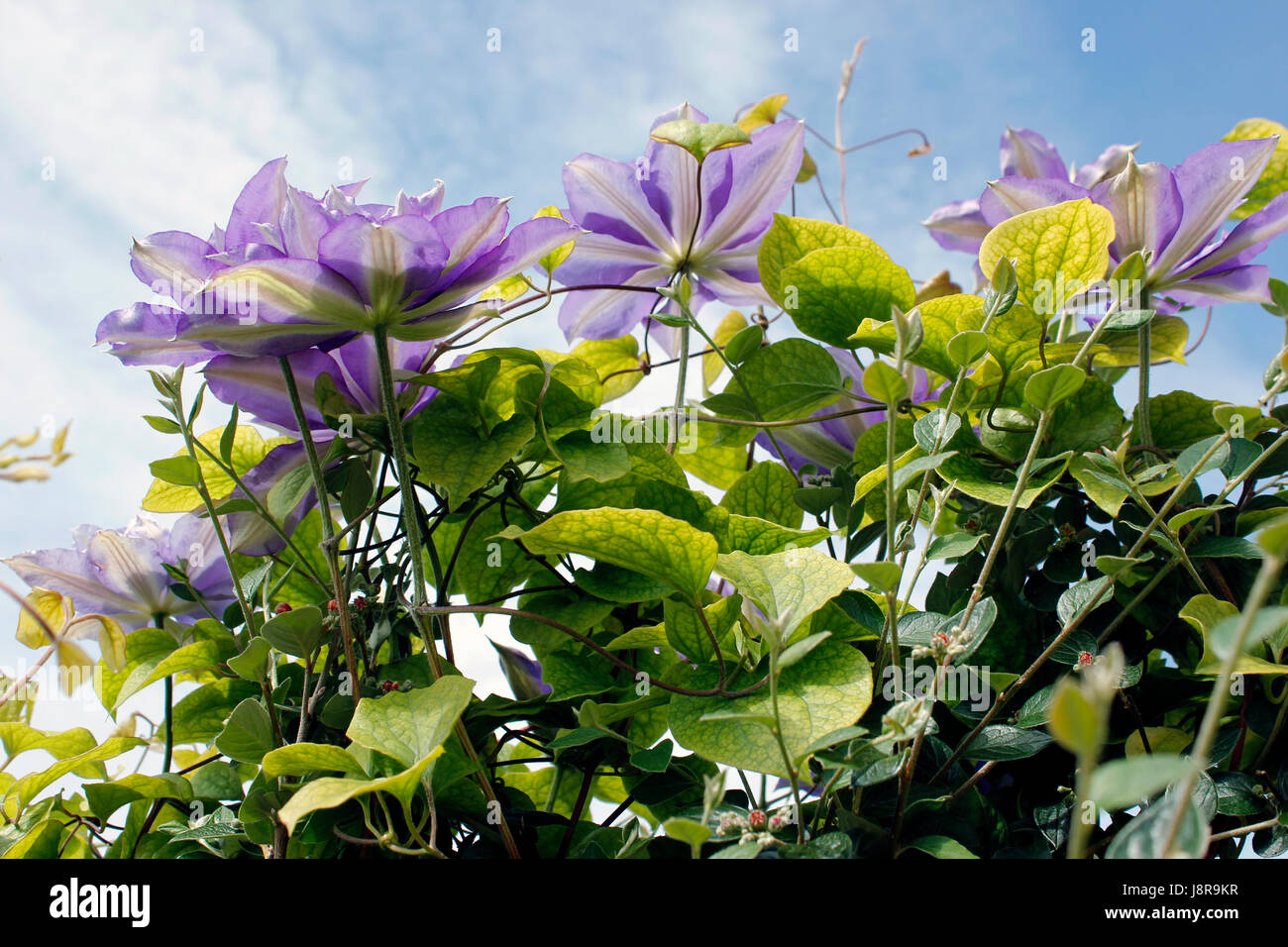 Clematis floraison d'été 'la beauté de Worcester' Banque D'Images