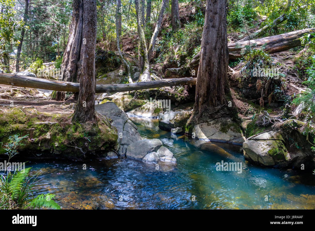 Rivière et bois à Arvi Park - Medellin, Antioquia, Colombie Banque D'Images