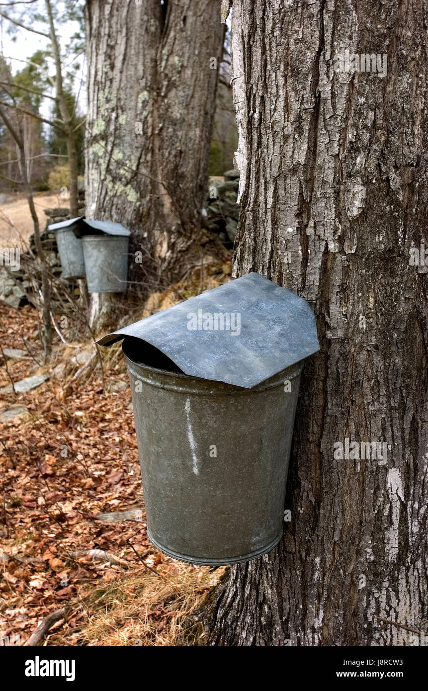 La collecte de la sève d'érable sur une ferme dans la région de moretown, Vermont vernont,usa Banque D'Images