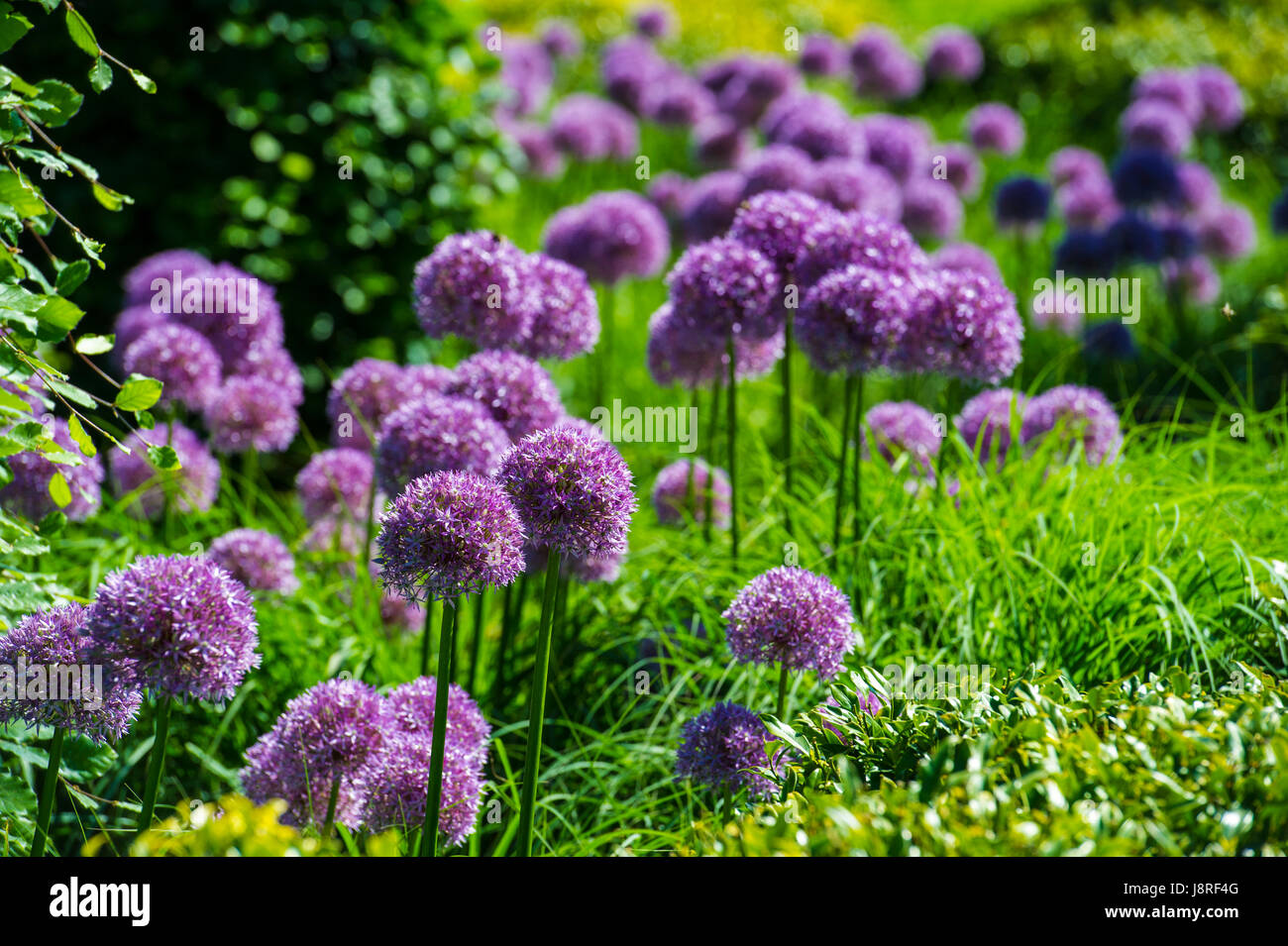 Beaucoup d'Allium fleurs en pleine floraison Banque D'Images