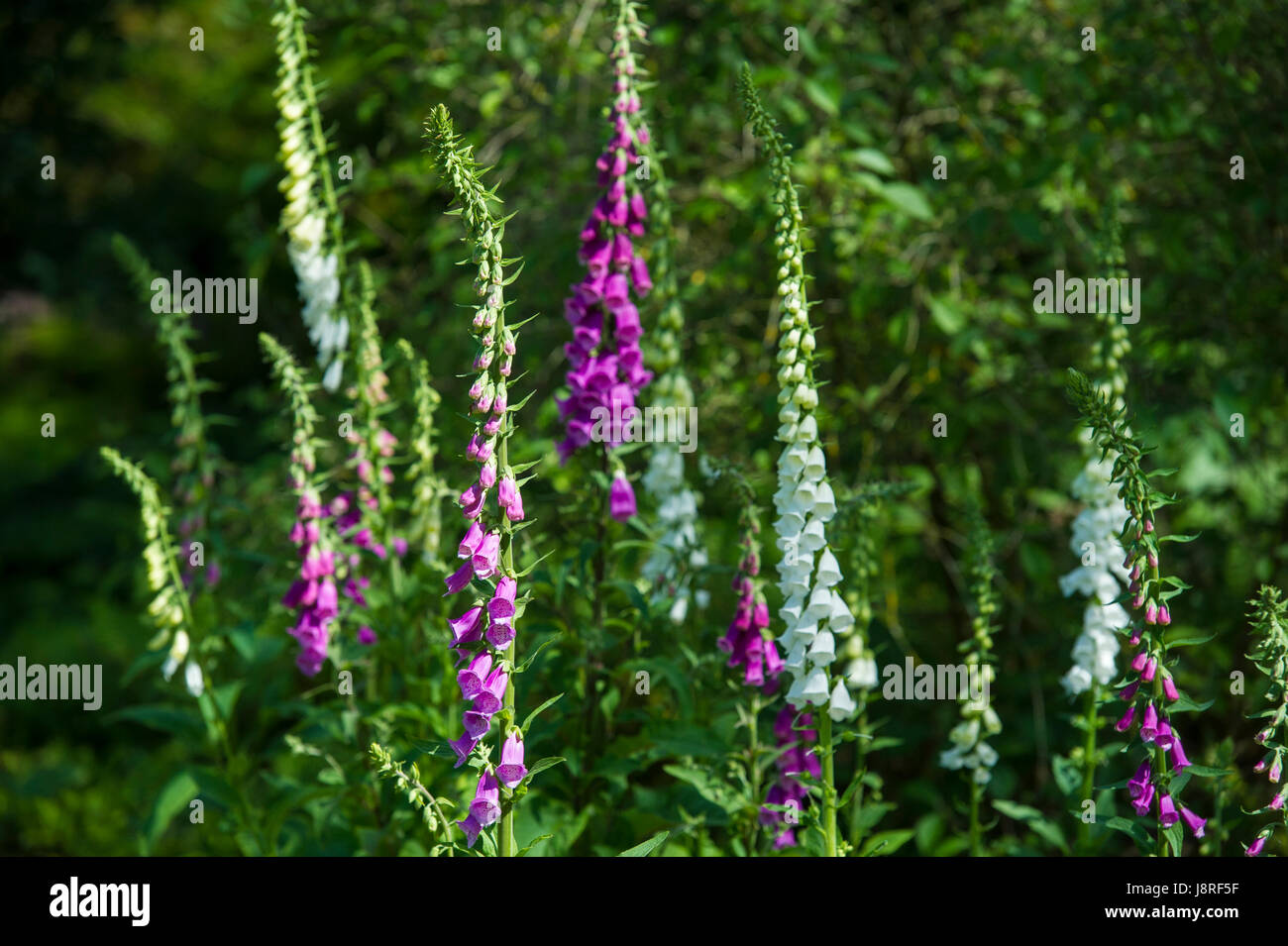 En été, la floraison digitales Banque D'Images