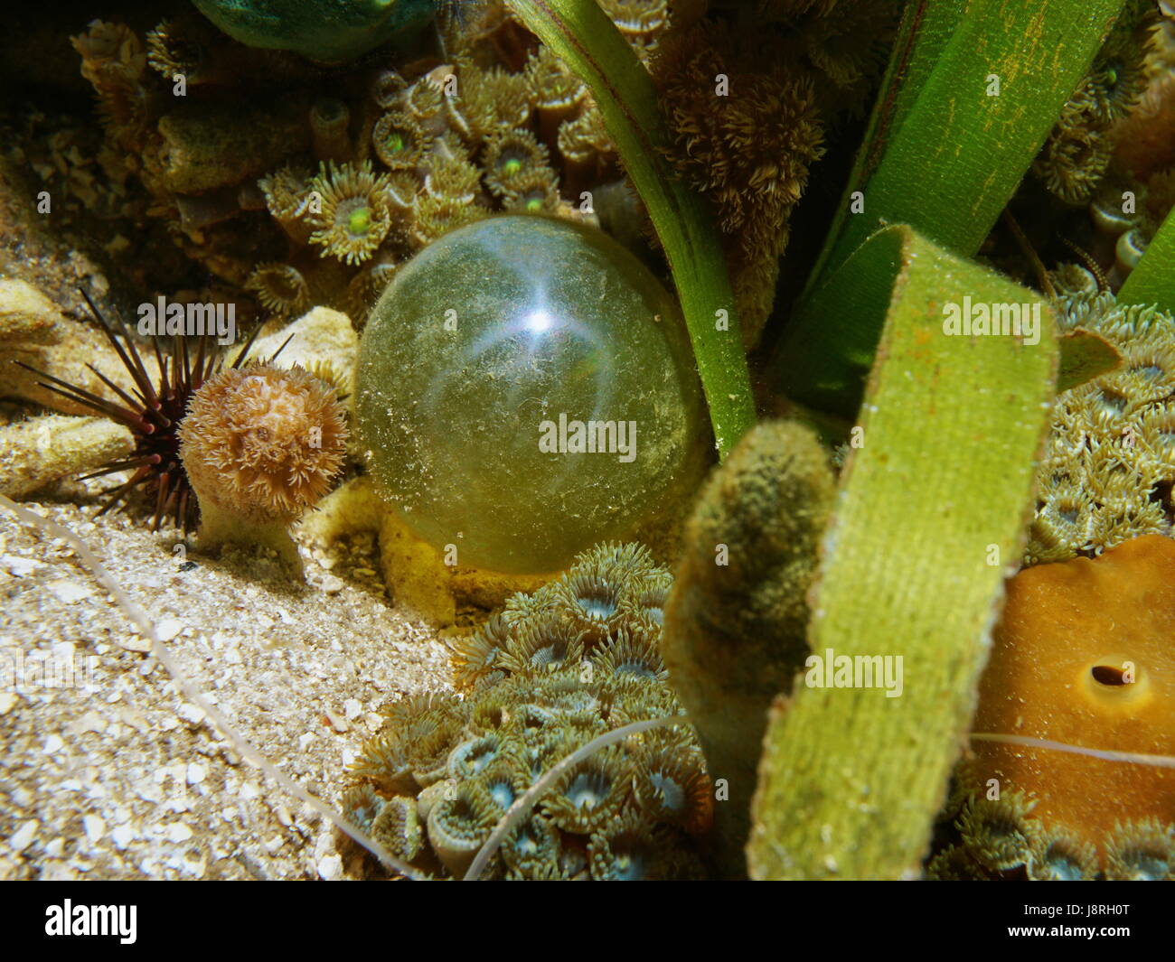 Valonia ventricosa algues, communément appelé algues bulle ou marins globes oculaires, sous l'eau dans la mer des Caraïbes Banque D'Images