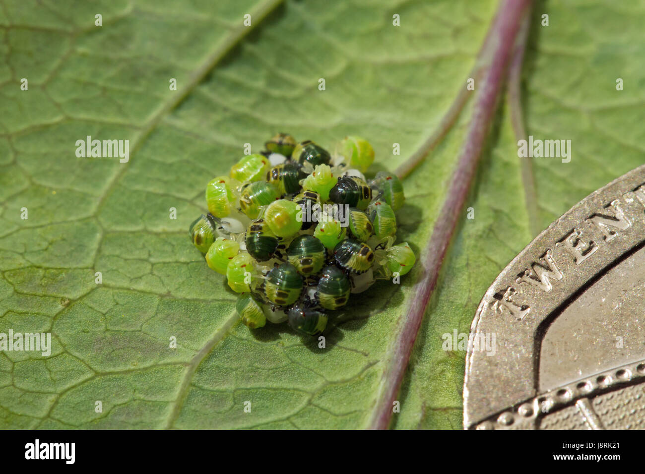 Insecte, taille, l'éclosion, nourriture, aliment, feuille, jardin, insecte, nature, petit, tout petit, Banque D'Images