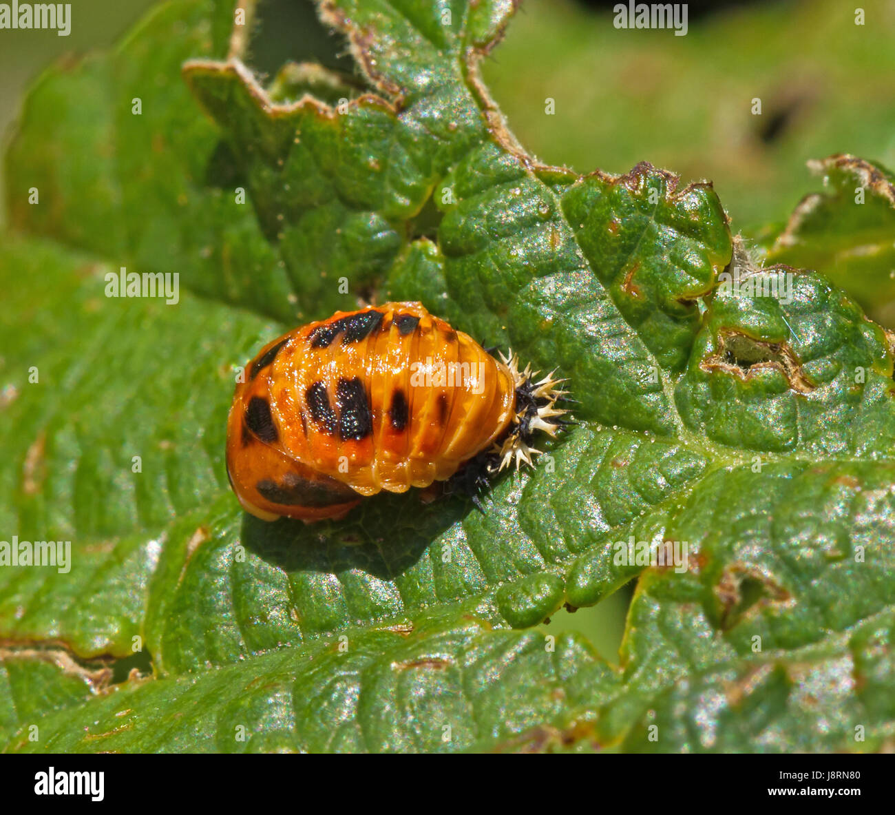 Insecte, beetle, Arlequin, coccinelle, insecte, nature, beetle ...