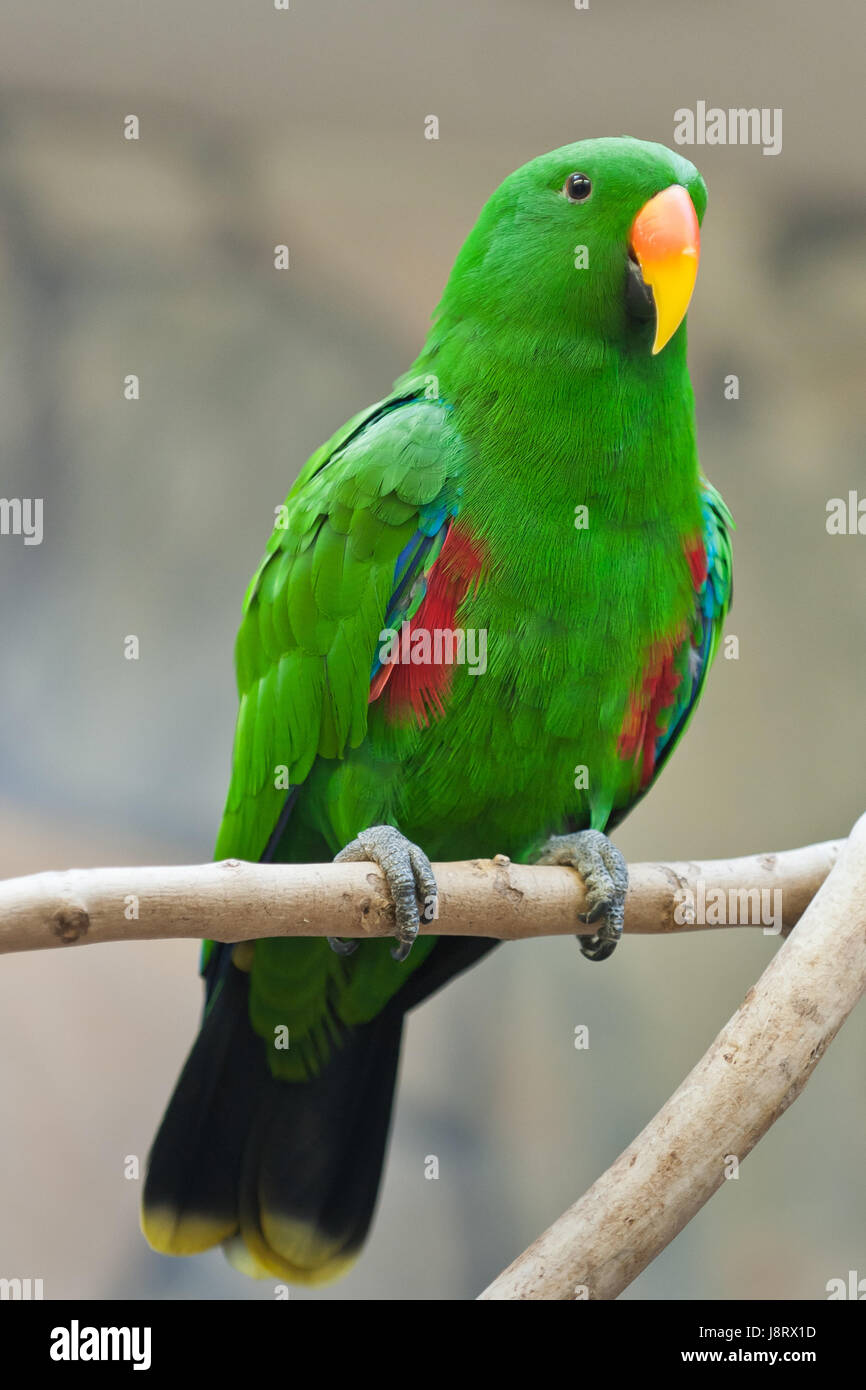 Oiseau Vert Oiseaux Plumes Couleur Couleur Perroquet