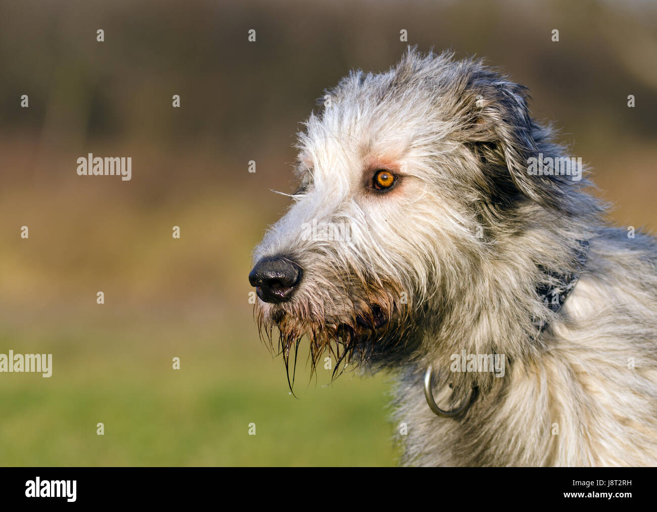 Chien, chiens, wolfhound, Irish, animal, animal, animaux, homme, masculin, Sassy, Banque D'Images