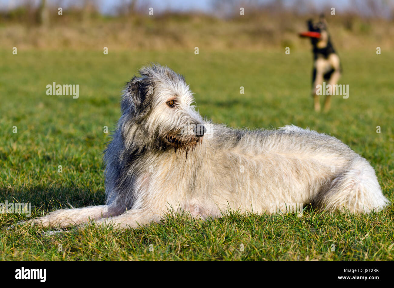 Chien, chiens, wolfhound, Irish, animal, animal, animaux, homme, masculin, Sassy, Banque D'Images