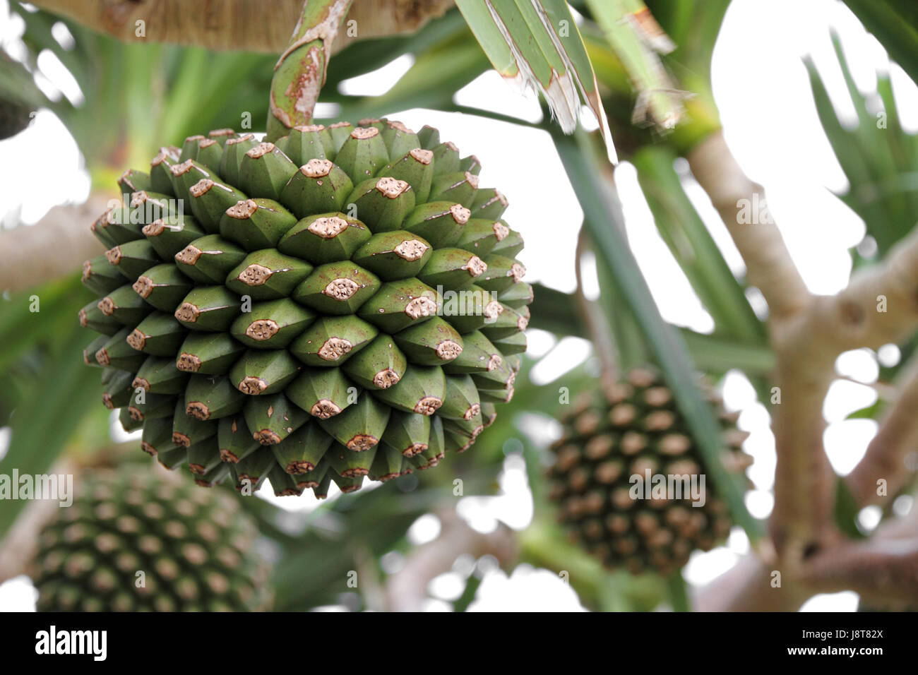 Adan fruit okinawa japan Banque de photographies et d’images à haute résolution Alamy