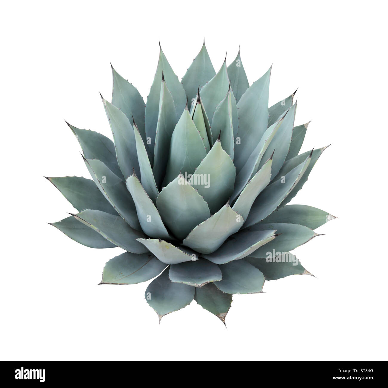 Isolé, désert, désert, cactus, tequila, le yucca, plante, still life