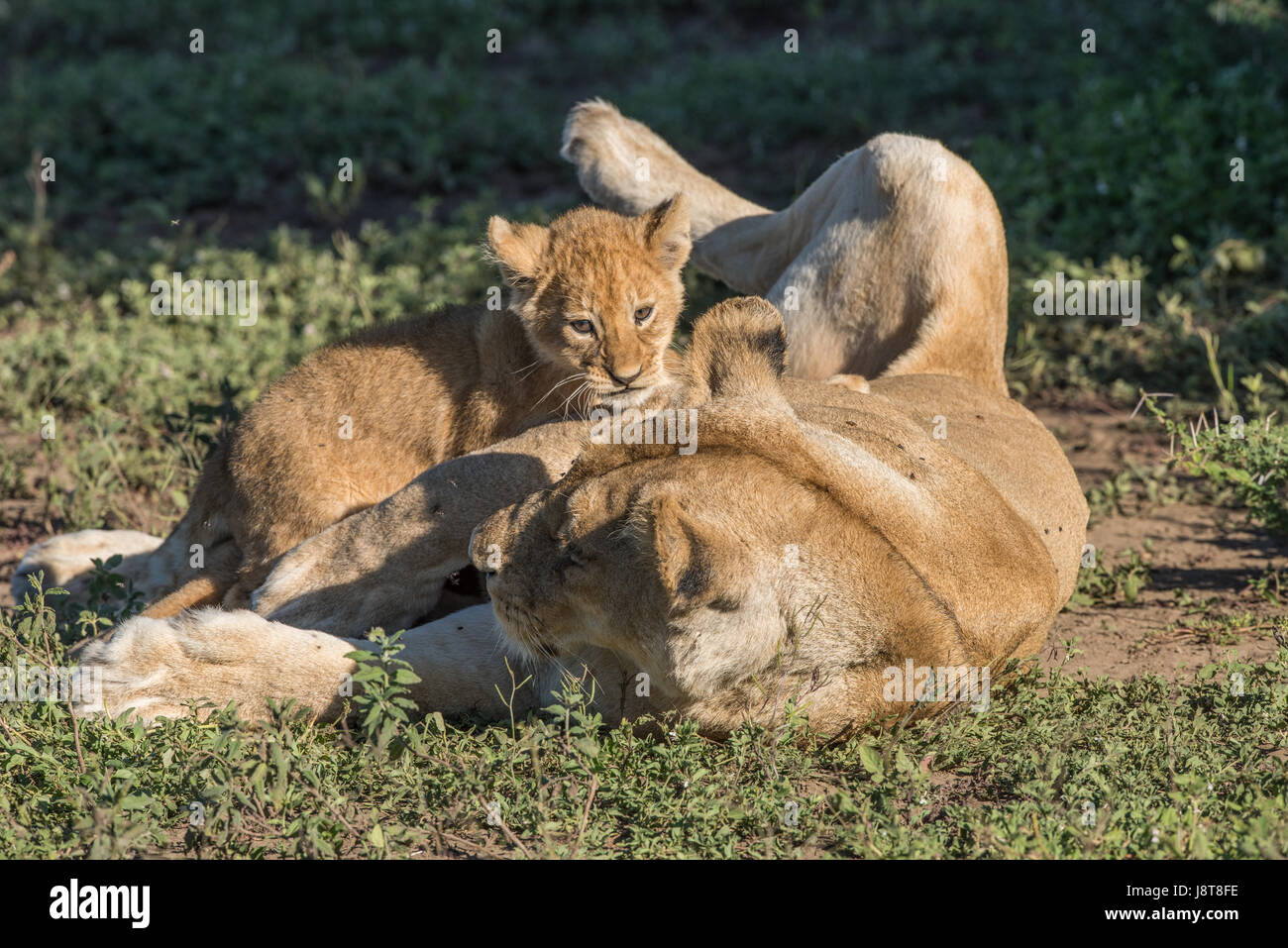 Lionne et cub, Tanzanie Banque D'Images