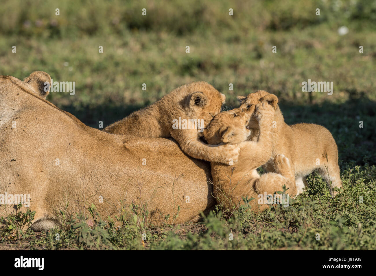 Des lionceaux jouant, Tanzanie Banque D'Images