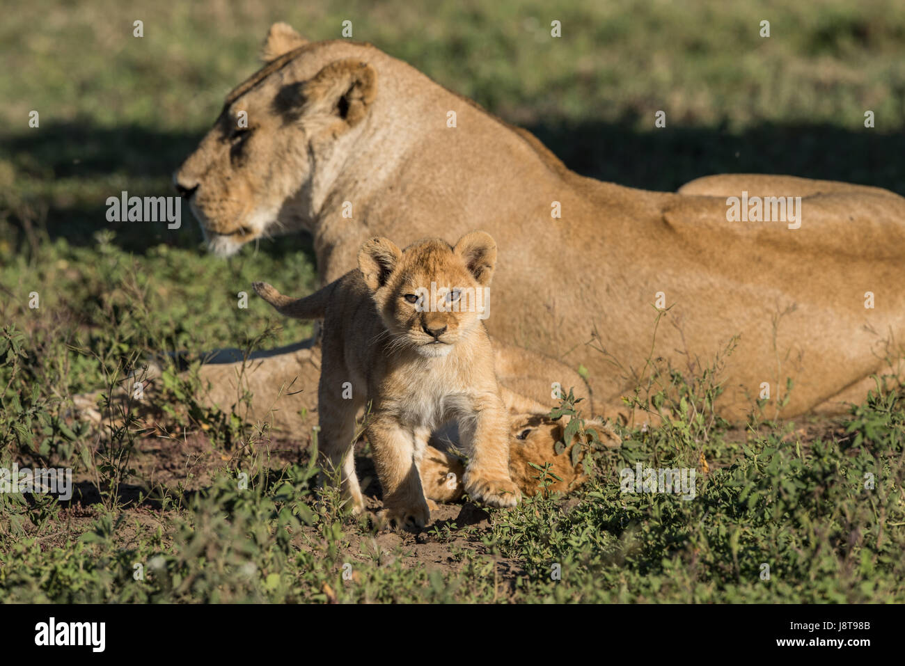 Lionne et cub, Tanzanie Banque D'Images