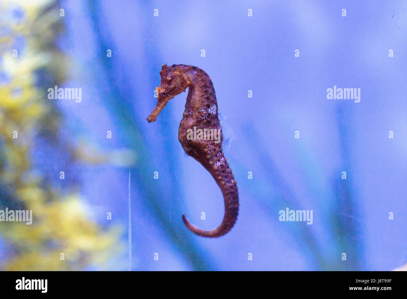 Hippocampes Hippocampus ingens du Pacifique vivent dans les récifs coralliens et s'accrocher à des structures à l'aide de la queue. Banque D'Images