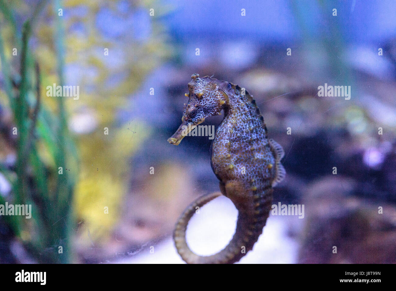 Hippocampes Hippocampus ingens du Pacifique vivent dans les récifs coralliens et s'accrocher à des structures à l'aide de la queue. Banque D'Images