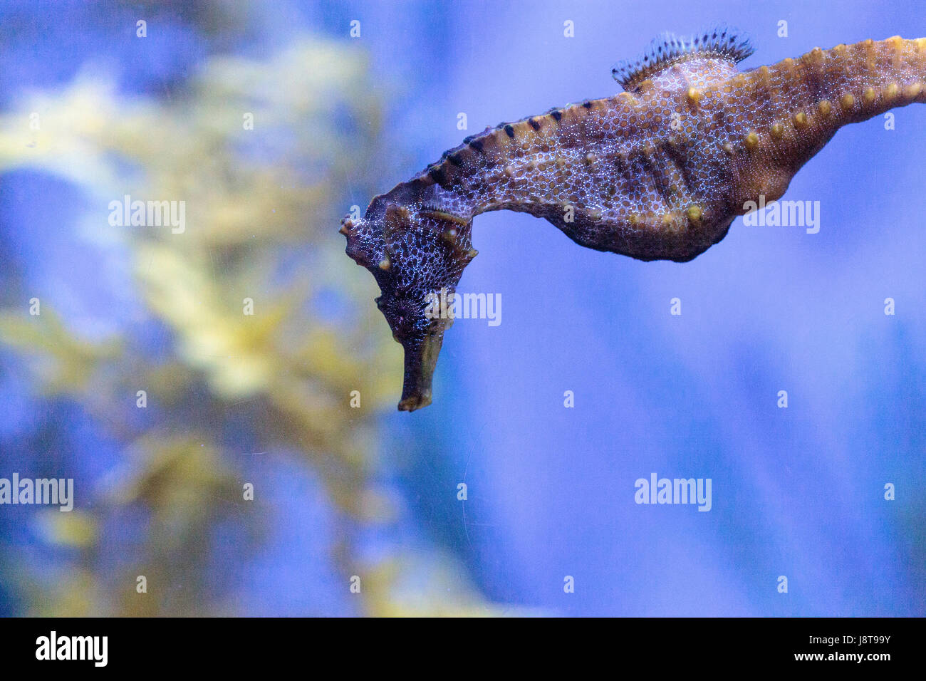 Hippocampes Hippocampus ingens du Pacifique vivent dans les récifs coralliens et s'accrocher à des structures à l'aide de la queue. Banque D'Images
