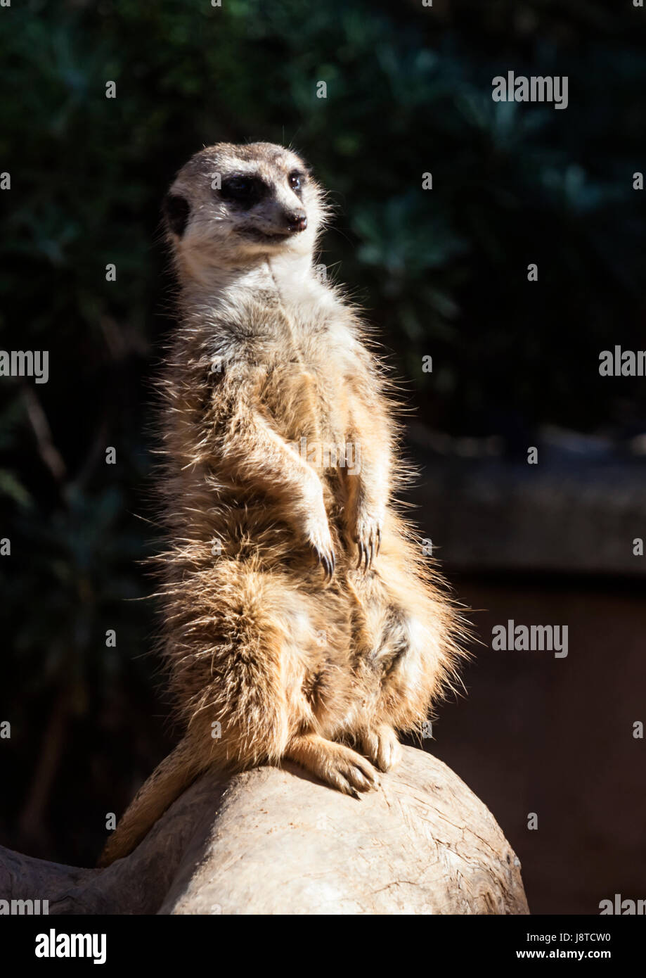 Heureux meerkat perché sur un rocher Banque D'Images