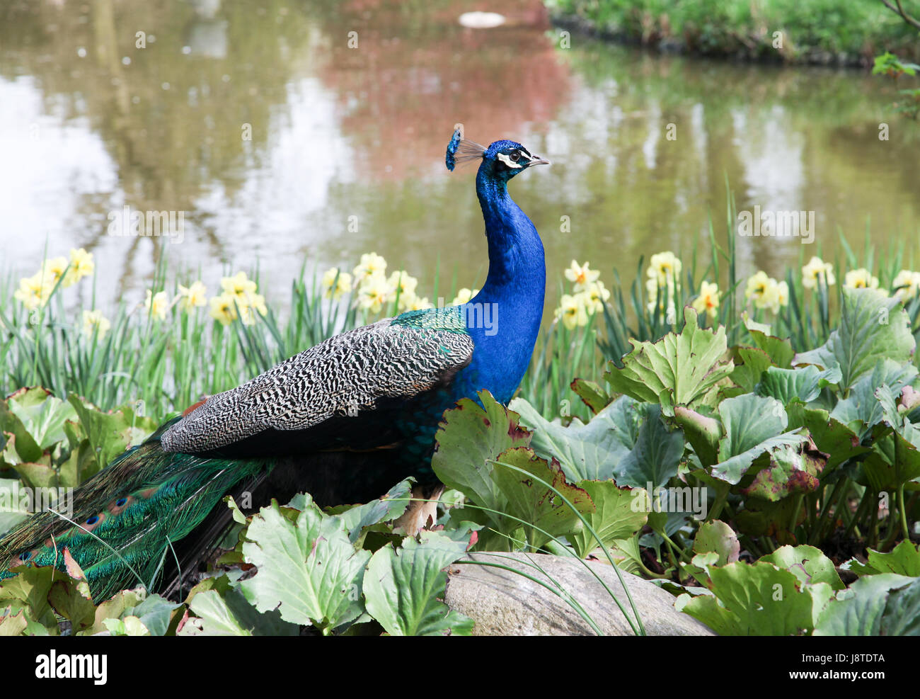 Peacock au printemps Banque D'Images
