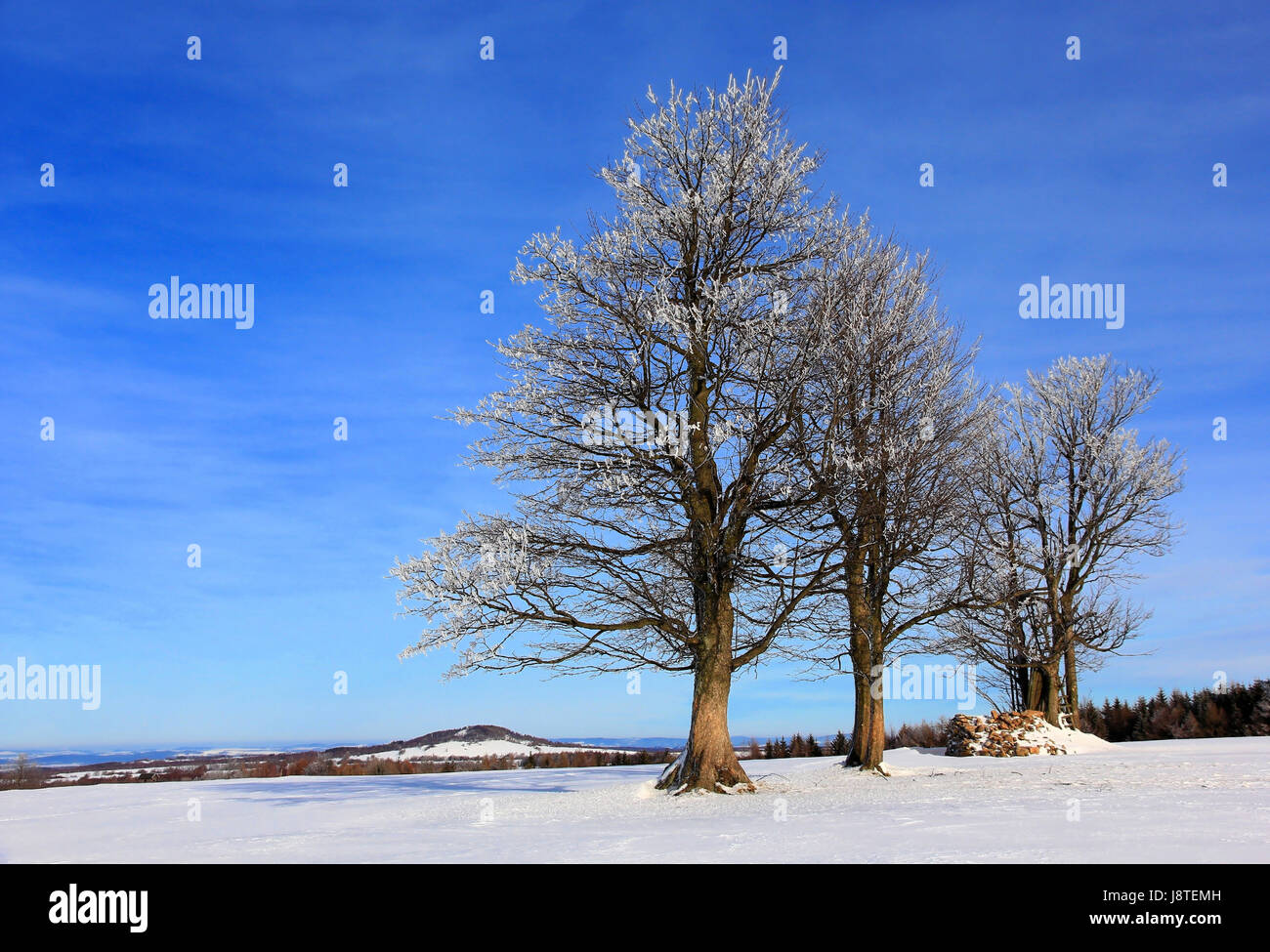 Arbre, arbres, hiver, trois, paysage d'hiver, neige, paysage, campagne, Banque D'Images