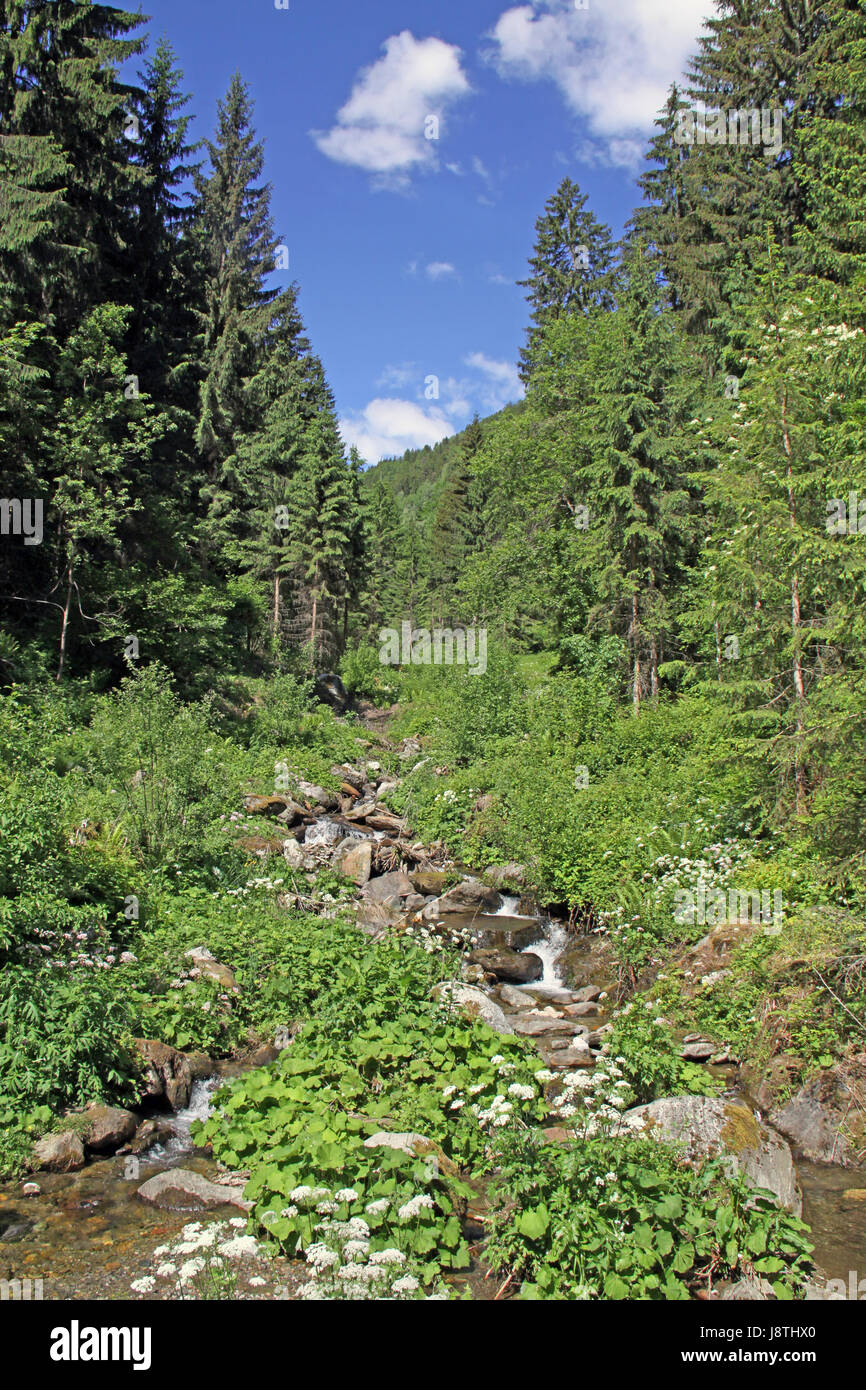 Alpes, stream, les sapins, la végétation, la montagne, les eaux du monde, les Alpes, le Tyrol du sud, Banque D'Images