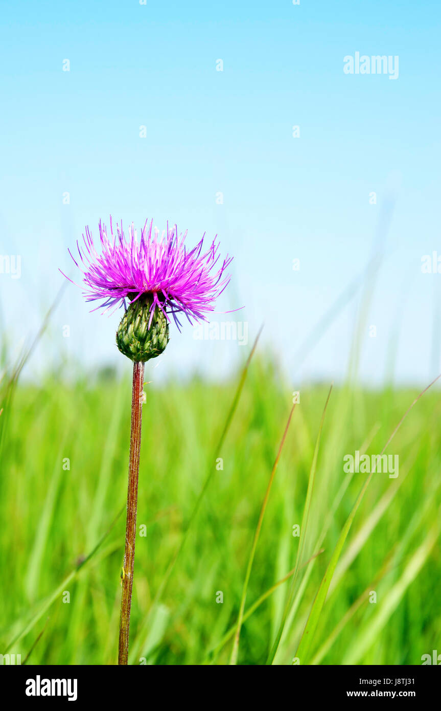 Bloom, s'épanouir, de s'épanouir, en plein essor, fleur, fleurs, plantes, flore, l'été, Banque D'Images