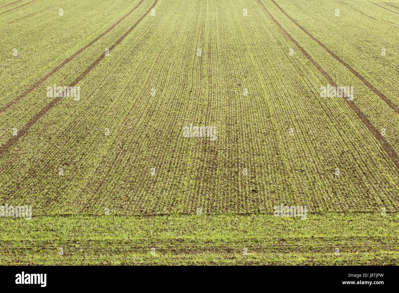 Vert, brun, brun, brunette, de l'agriculture, de l'agriculture, domaine, sens, pré, Banque D'Images