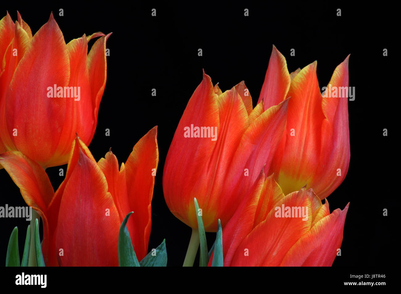 Fleur, plante, fleurs, fleurir, s'épanouir, en plein essor, tulipes, tulipe, printemps Banque D'Images