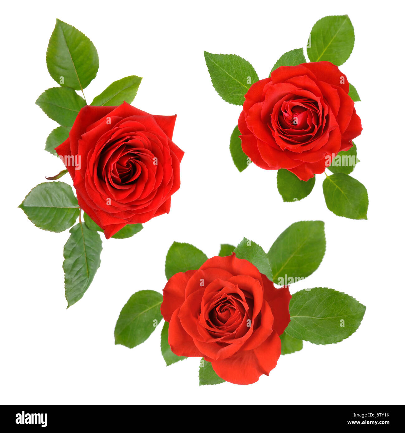 Ensemble de trois belles roses rouges avec des feuilles Banque D'Images