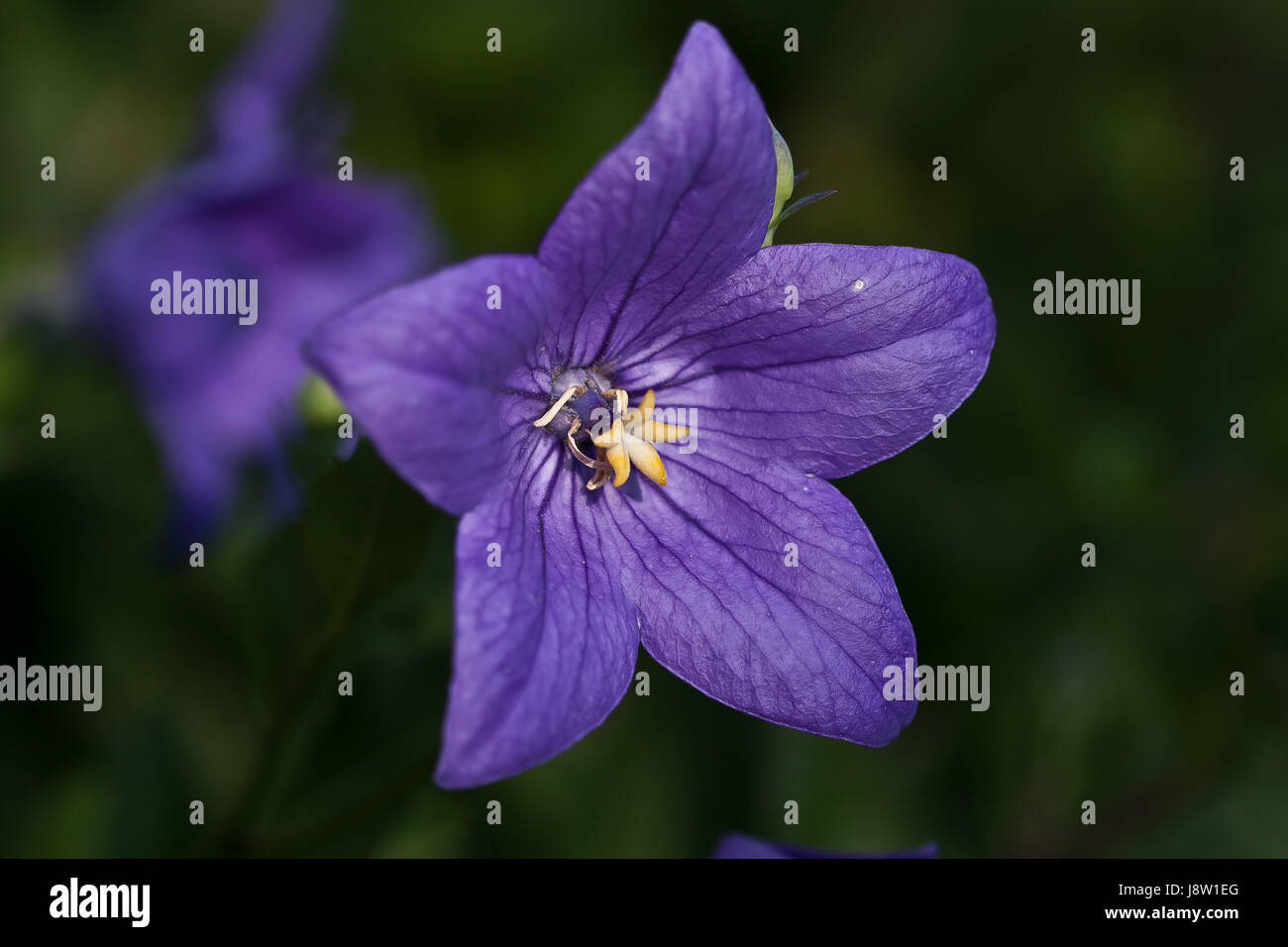 Bloom, s'épanouir, de s'épanouir, en plein essor, la campanule, Bloom, s'épanouir, de s'épanouir, Banque D'Images