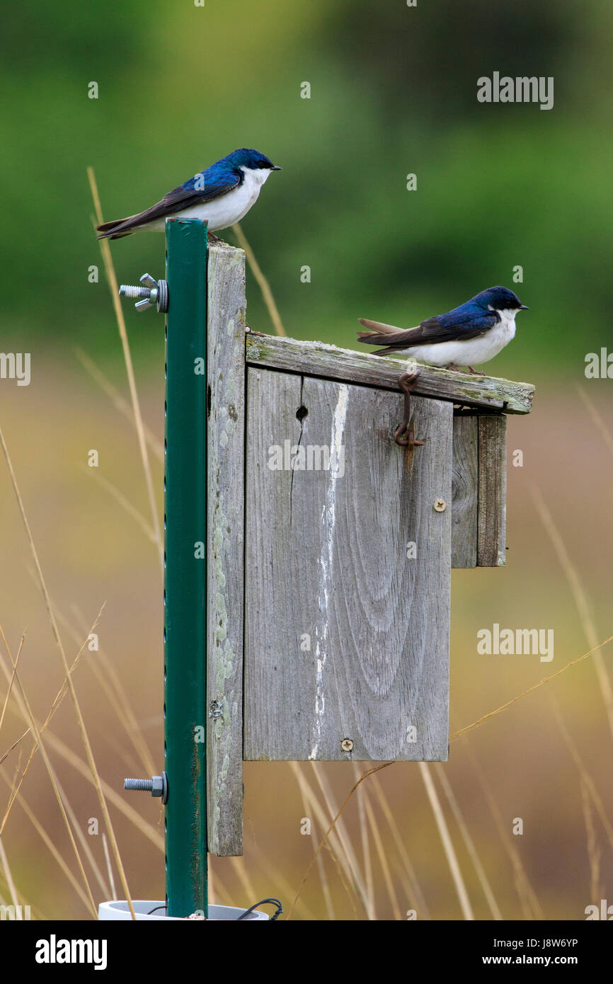 Hirondelle bicolore (Tachycineta bicolor) sur boîte du nid. Banque D'Images