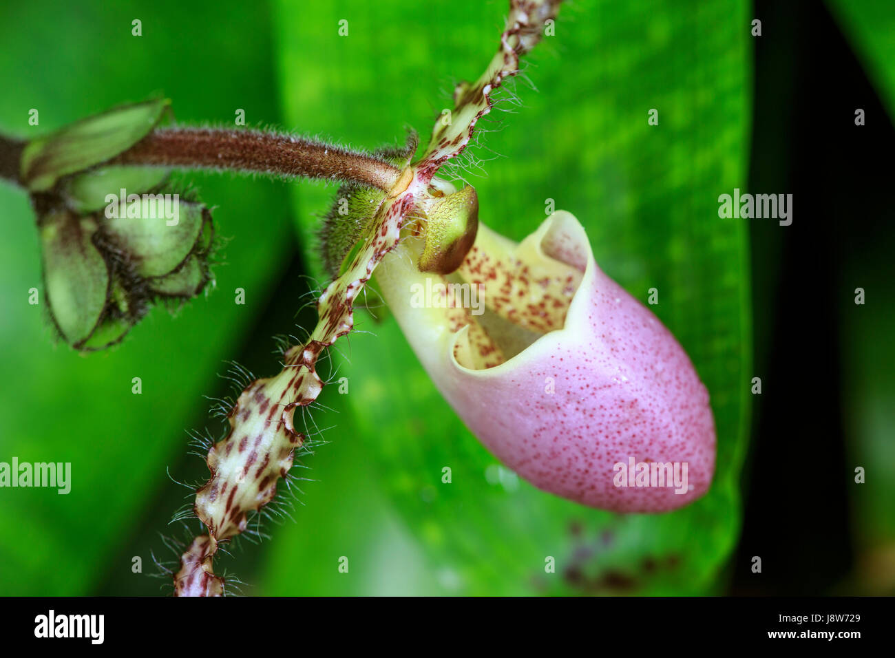 Lady Slipper orchid Banque D'Images