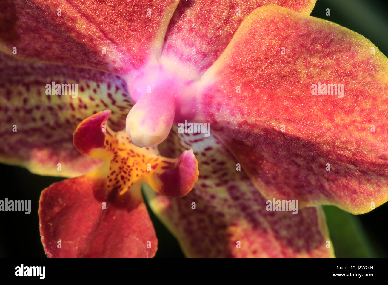 Orchidée Phalaenopsis Banque D'Images