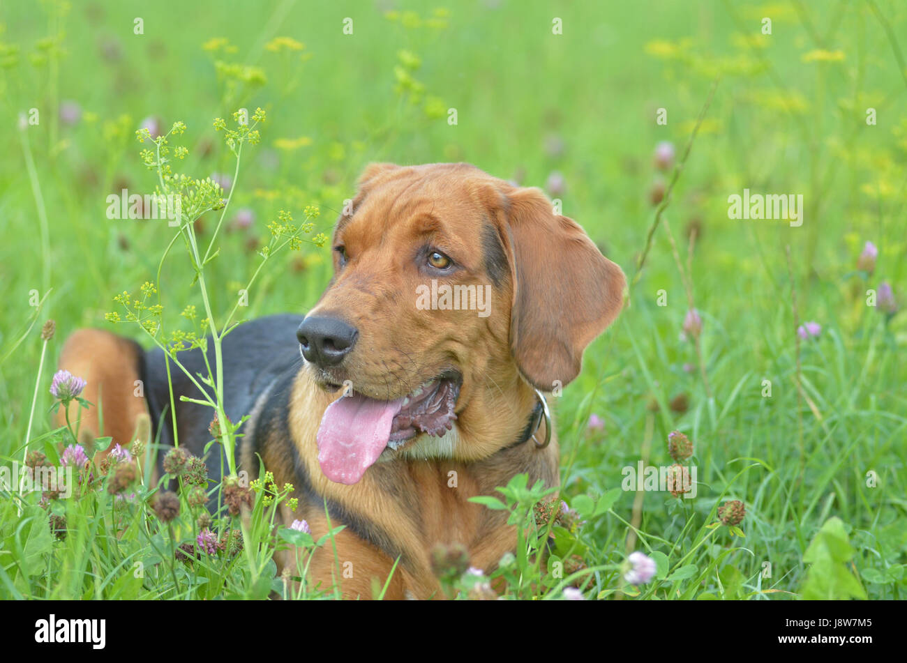 Spencer Banque D'Images