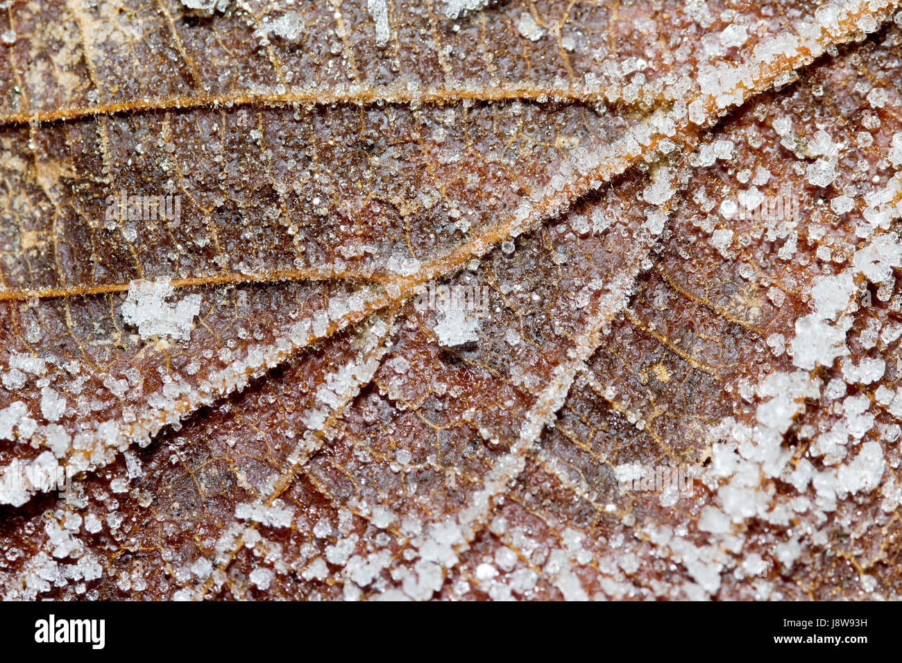 Feuille avec le givre Banque D'Images