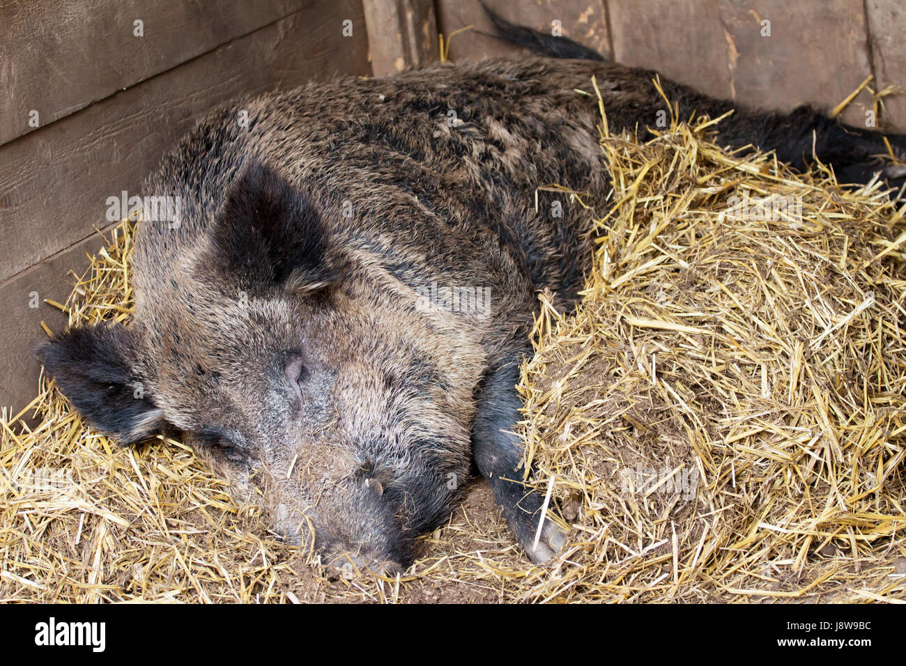 Animal, mammifère, Wild, chasse, sanglier, porc, ferme, paille, animal, mammifère, brown, Banque D'Images