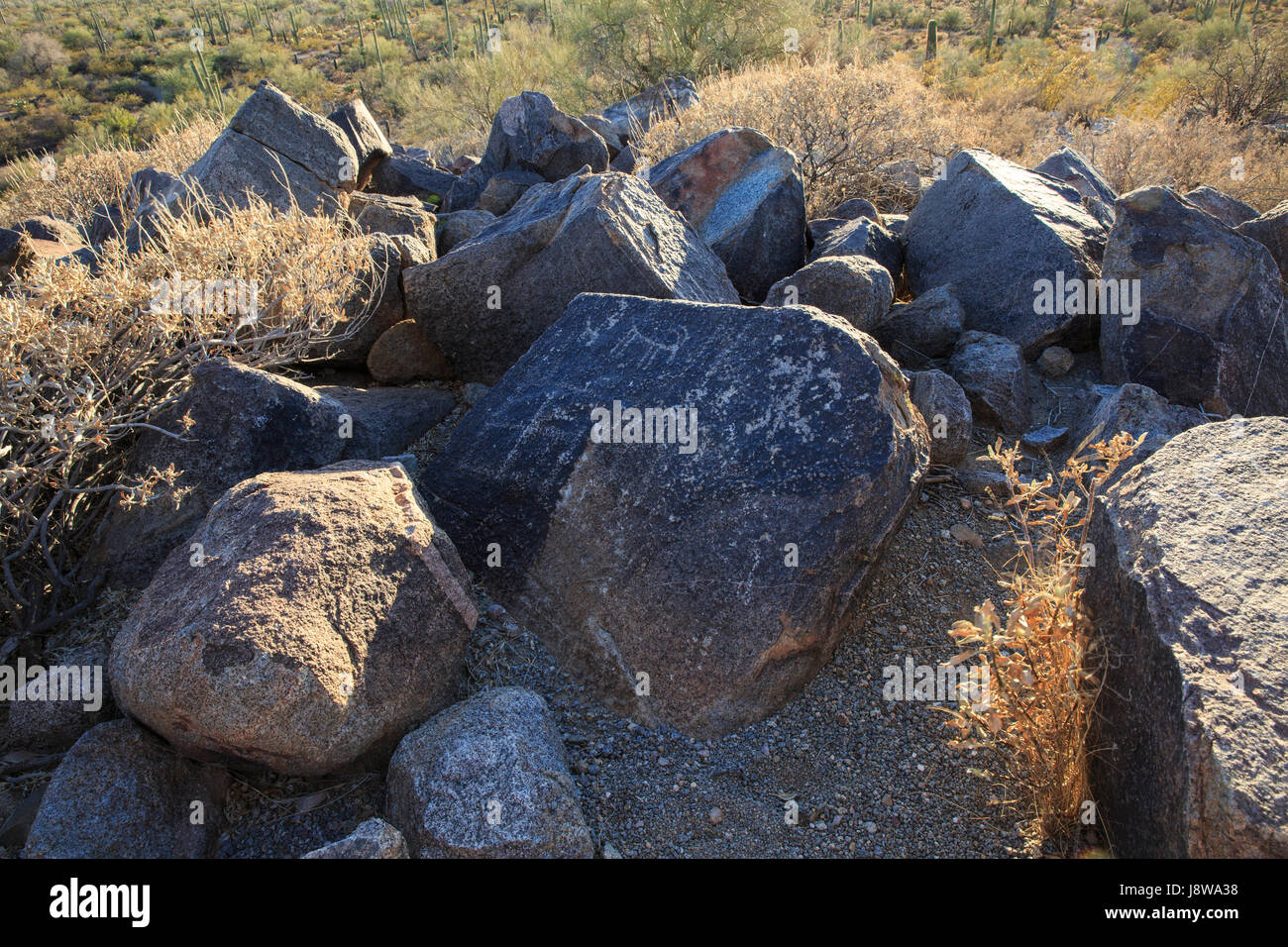 Pétroglyphes de Saguaro National Park, Arizona, Signal Hill Banque D'Images