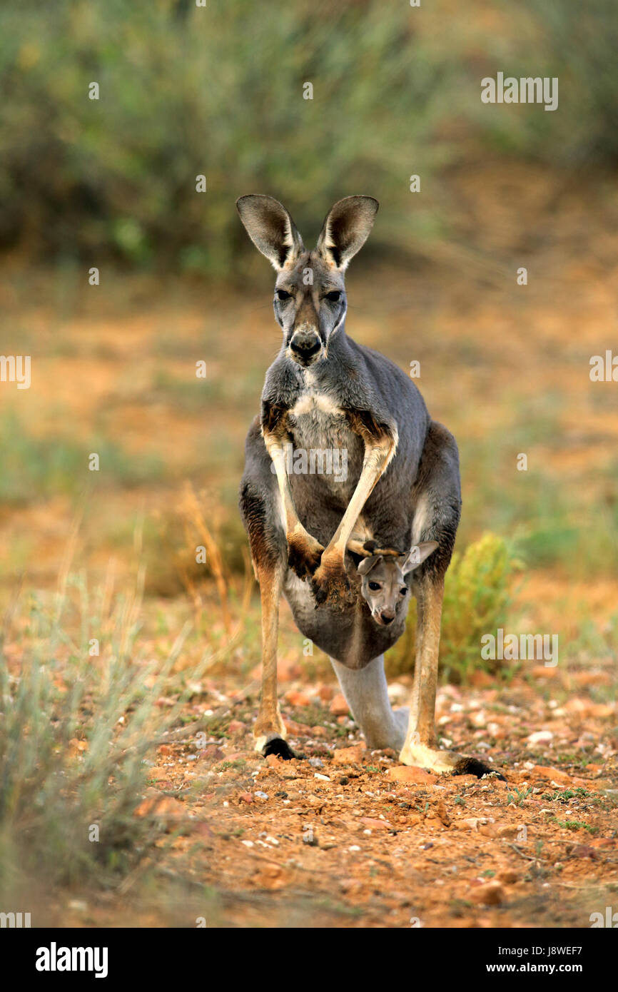 Kangourou rouge (Macropus rufus), femme avec les jeunes, les jeunes à la recherche d'animaux animaux en sac, vigilant, Sturt National Park Banque D'Images