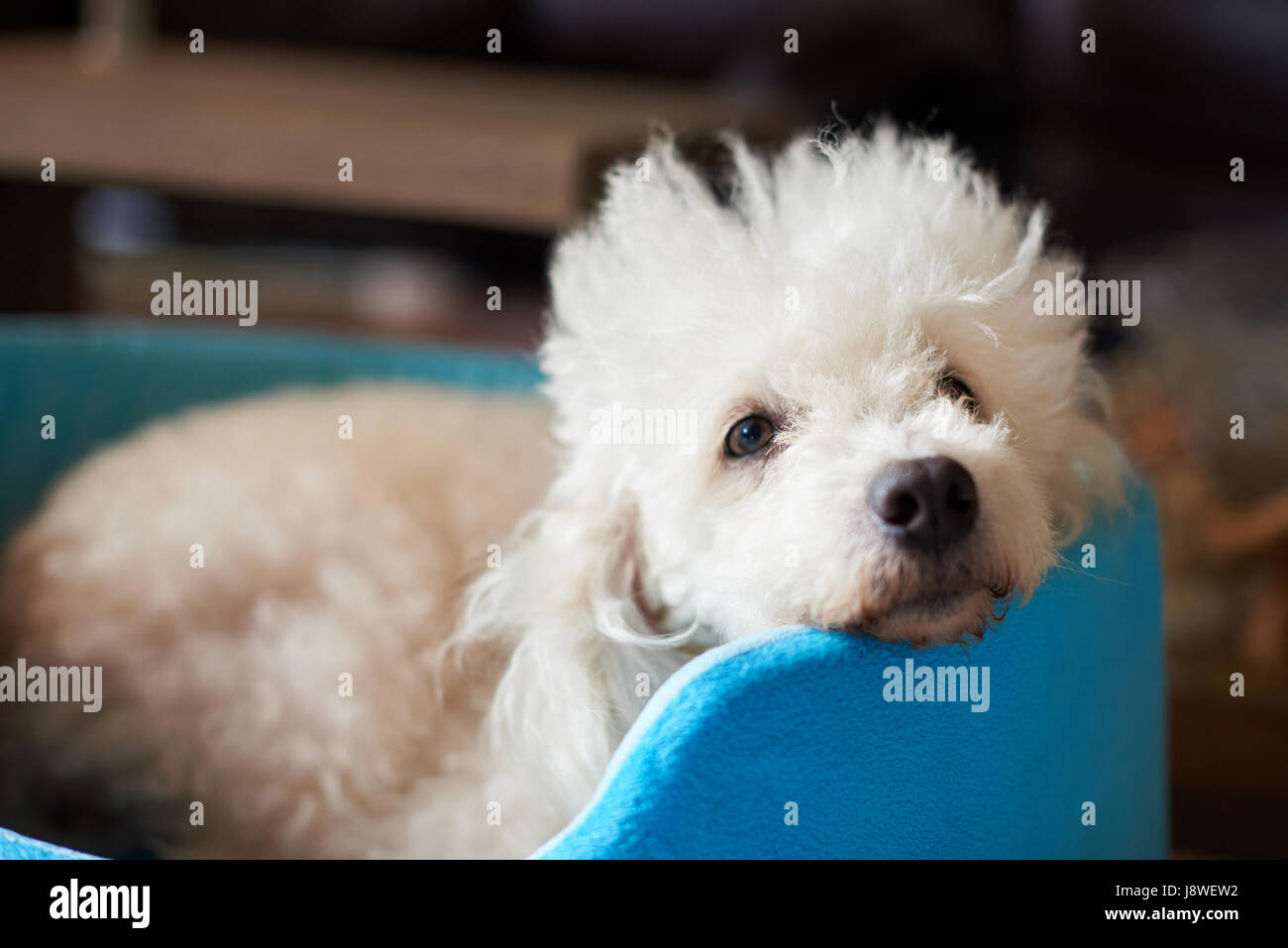 Lazy Dog caniche blanc portant en bleu bed close-up Banque D'Images