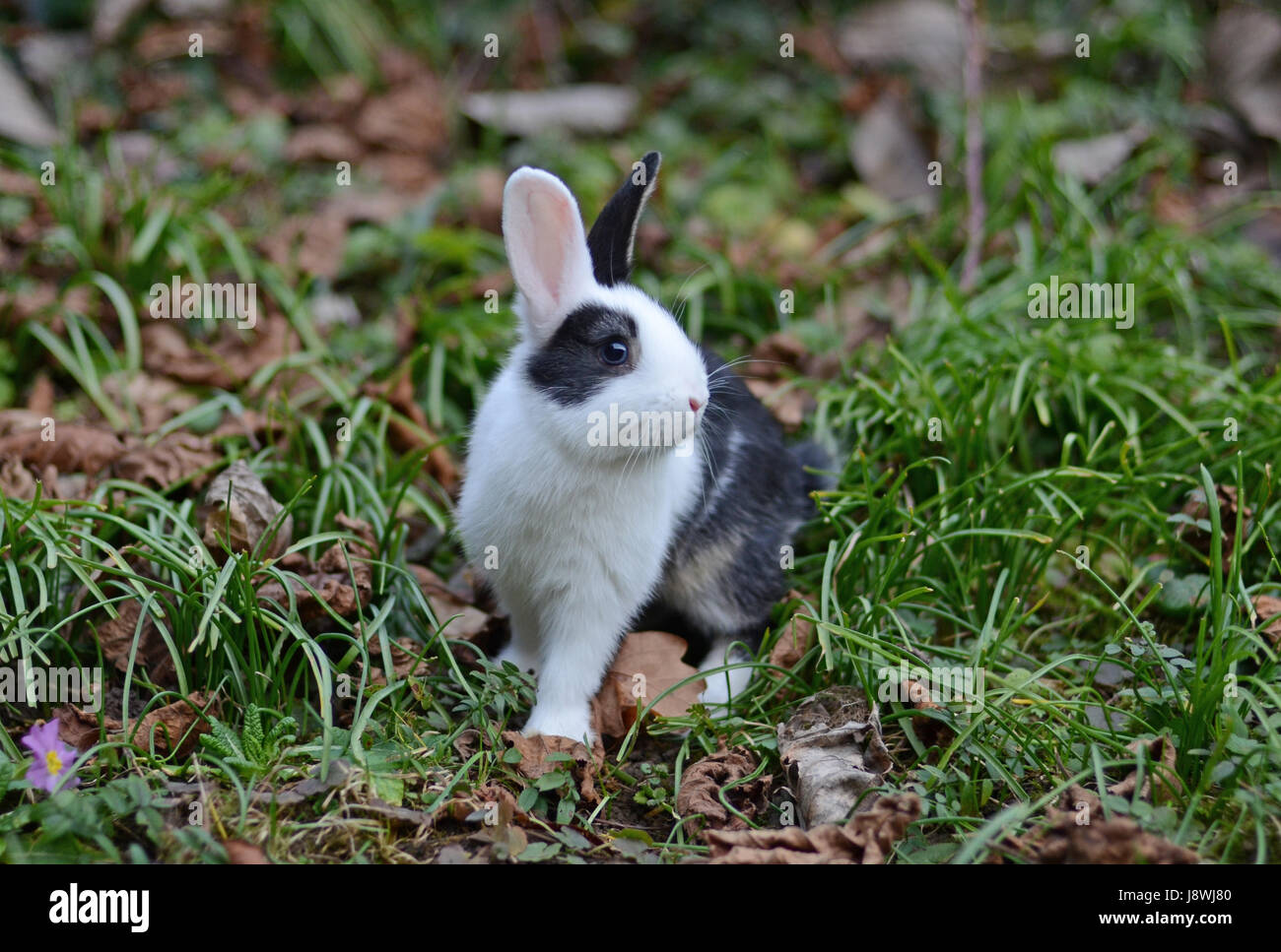 Bébé lapin Banque D'Images