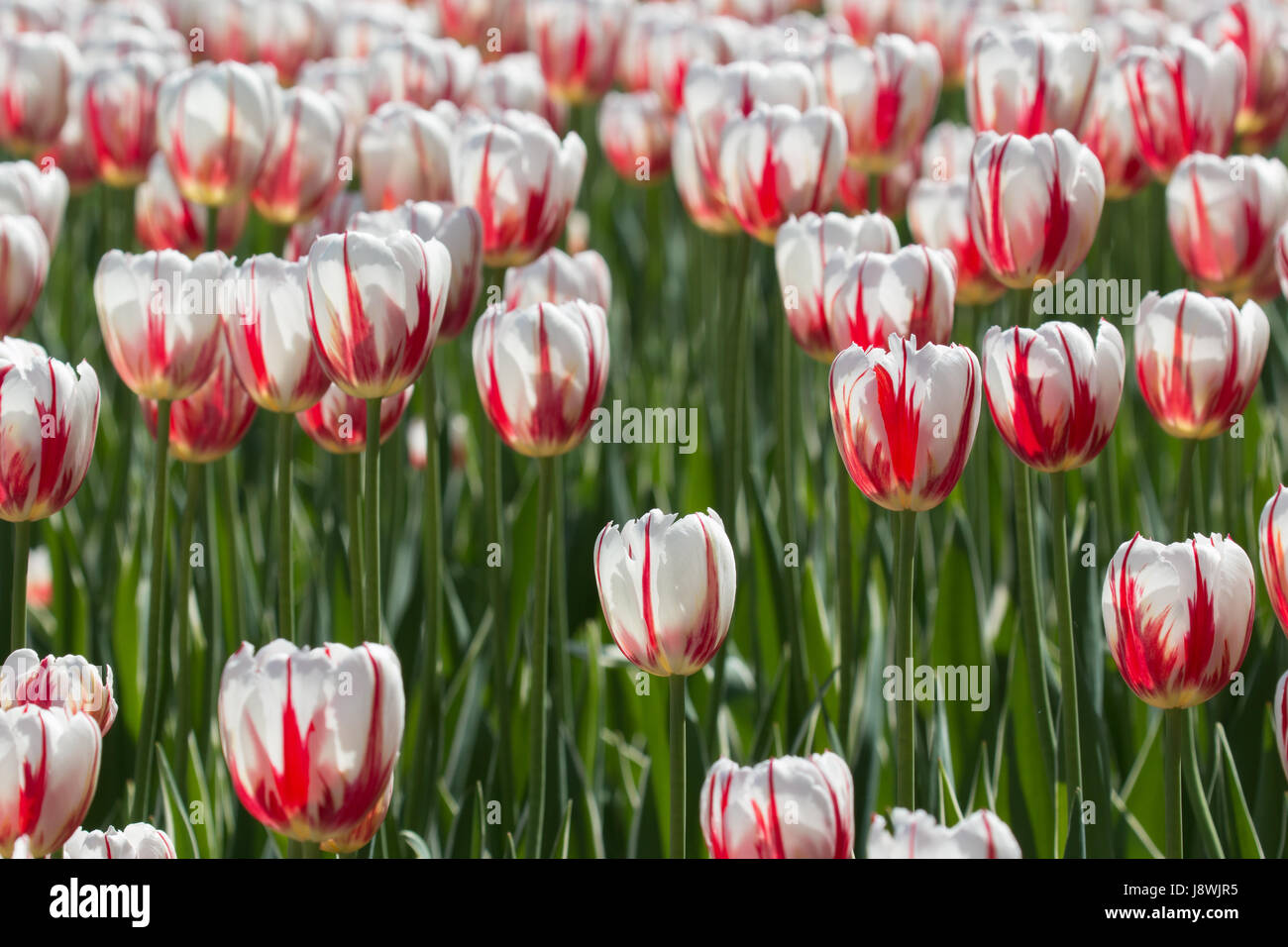 Canada 150 tulipes Banque D'Images