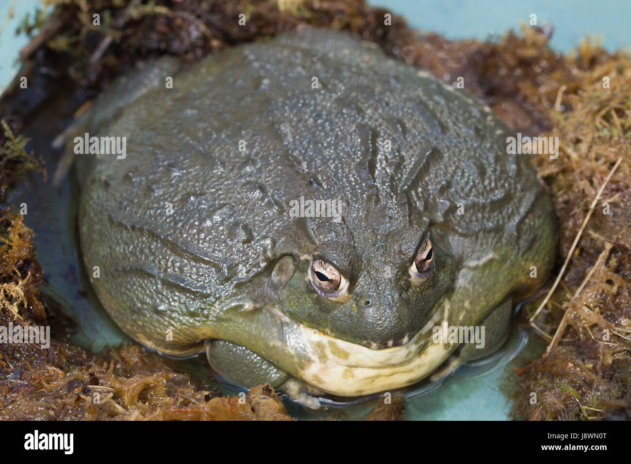African Bullfrog Pyxicephalus asperses. Vivarium détenu. Banque D'Images