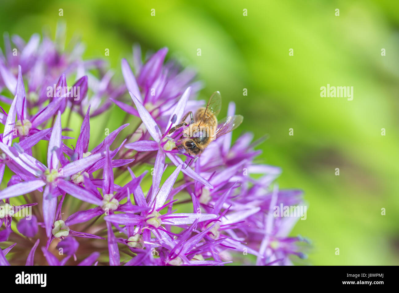 Gros plan d'une abeille sur une fleur pourpre bulbes d'allium Banque D'Images