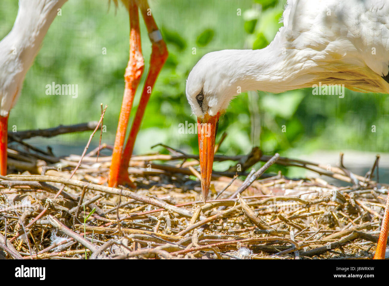 Image de l'oiseau bec construction d'un nid de cigognes Banque D'Images