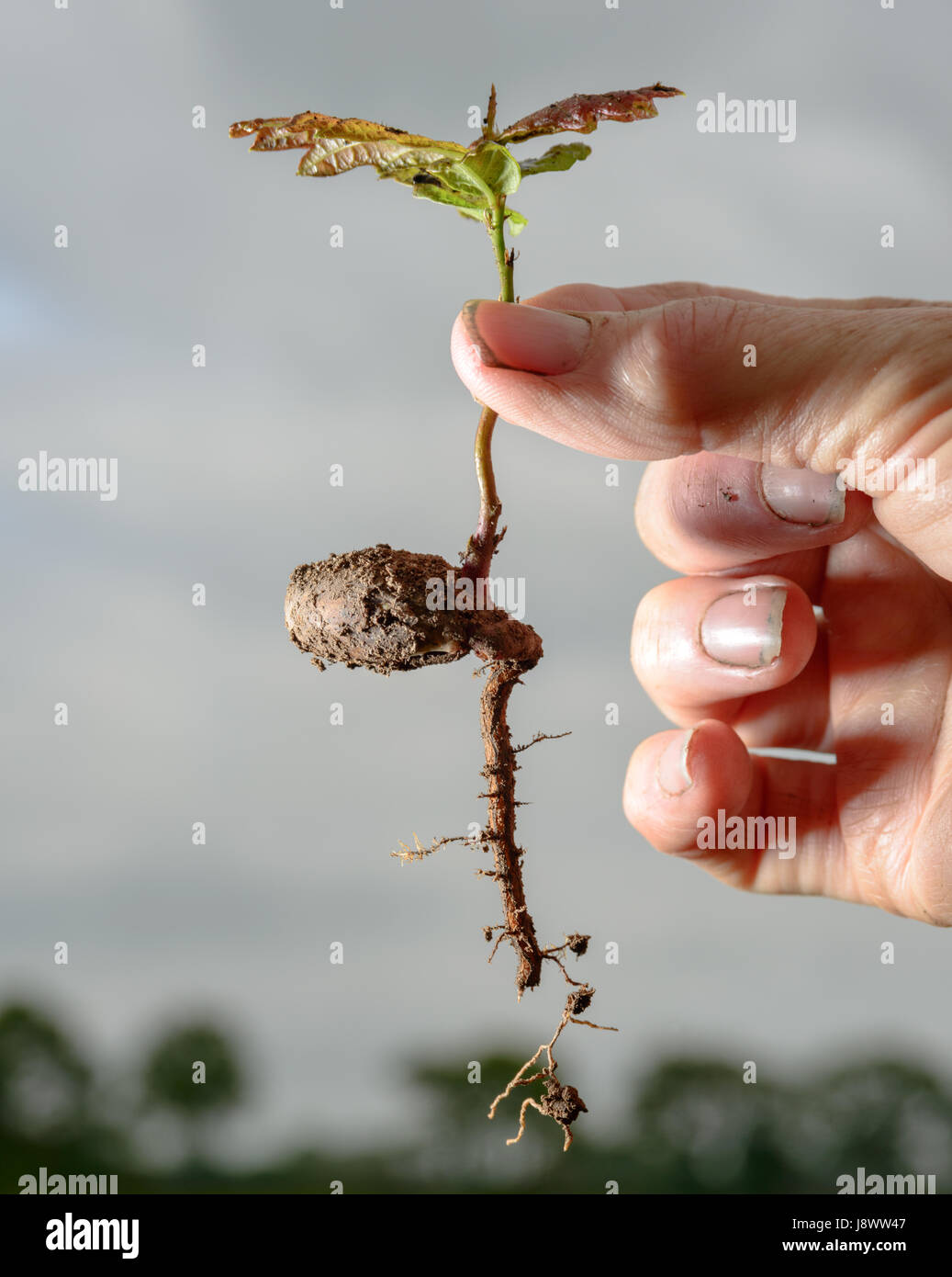 Germination des racines Banque de photographies et d’images à haute résolution Alamy