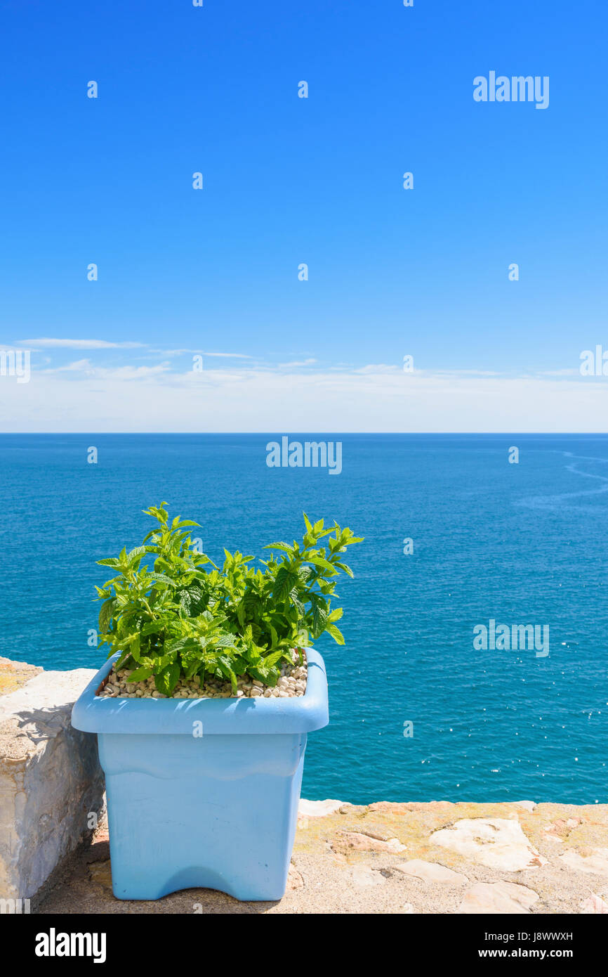 Dans un pot de menthe sur un mur surplombant la mer Méditerranée à Peniscola sur la Costa del Azahar, Castellon, Espagne Banque D'Images