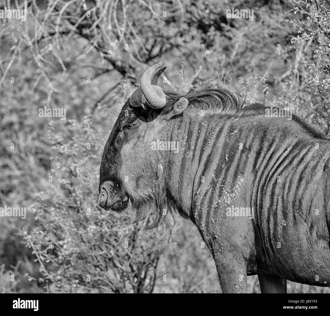 Le Gnou bleu dans le sud de la savane africaine Banque D'Images