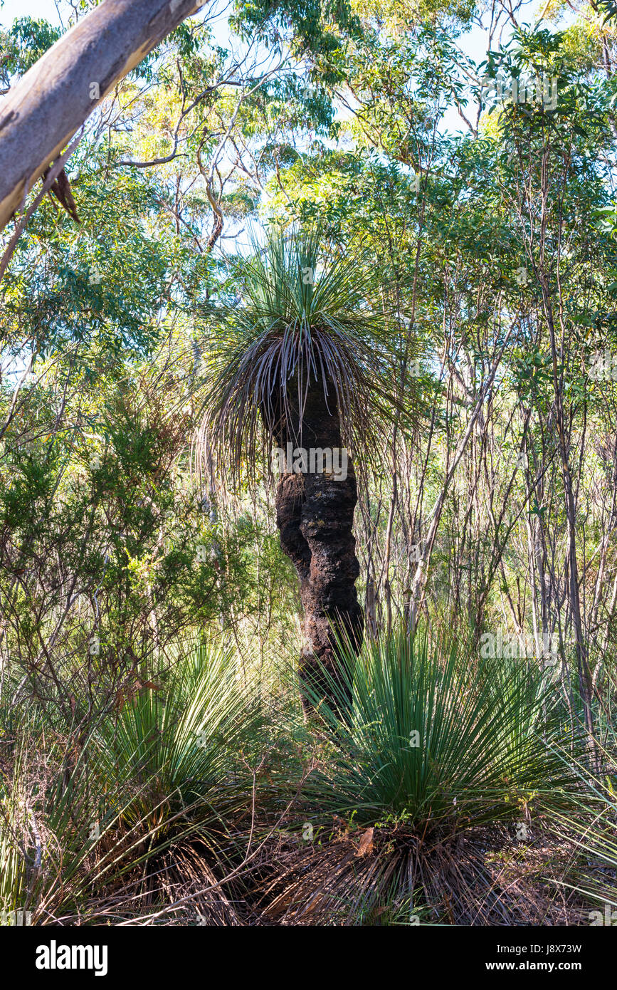 Tates, arbre herbe Kangaroo Island, Australie du Sud. Banque D'Images