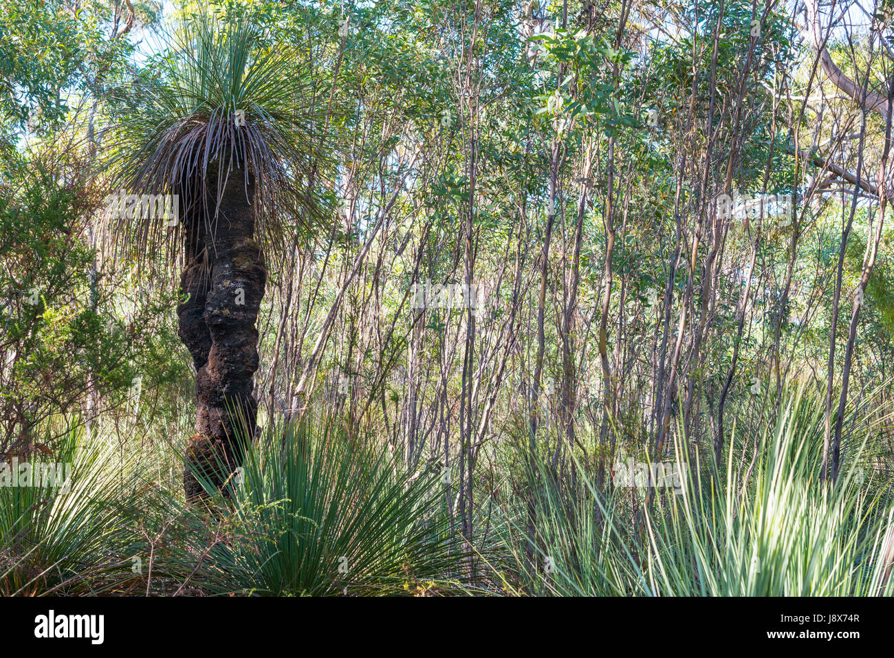 Tates, arbre herbe Kangaroo Island, Australie du Sud. Banque D'Images