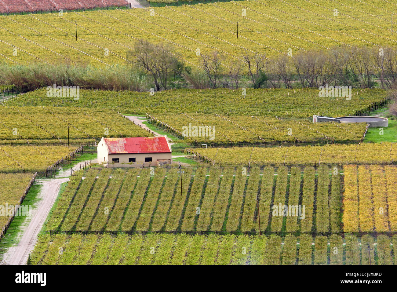 Agriculture, élevage, vignoble, afrique du sud, la culture, la vigne, l'automne, Banque D'Images